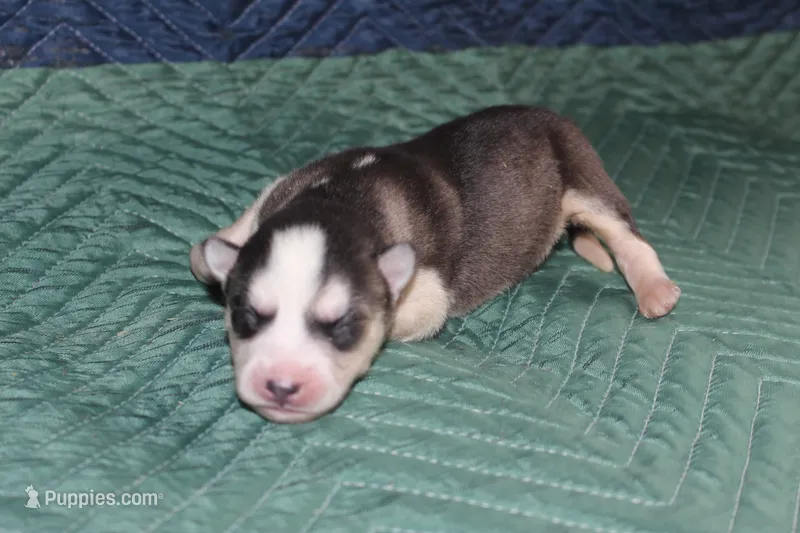 AKC SYLVESTER – Siberian Husky puppy for sale in Monticello, WI