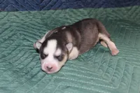 AKC SYLVESTER, a male Siberian Husky for sale in Monticello, WI – 1 of 6