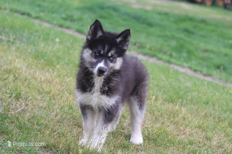 AKC VINCE – Siberian Husky puppy for sale in Monticello, WI