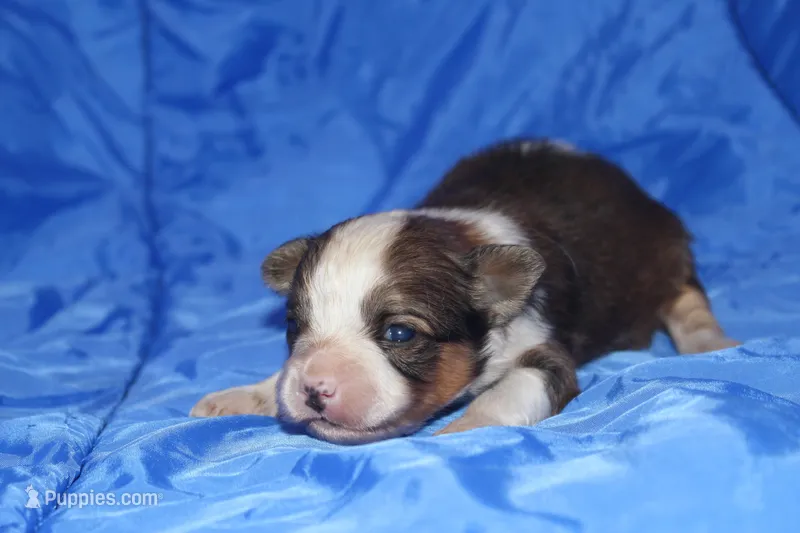 AKC RIGBY – Papillon puppy for sale in Monticello, WI