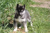 AKC VERA, a female Siberian Husky for sale in Monticello, WI – 4 of 10