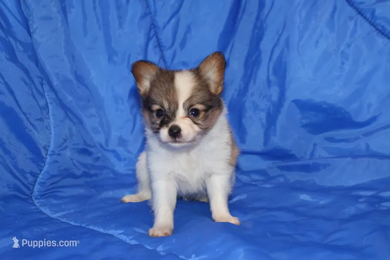 AKC ZEEK – Papillon puppy for sale in Monticello, WI