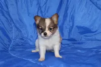 AKC ZEEK, a male Papillon for sale in Monticello, WI – 1 of 7