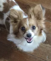 AKC ZEEK, a male Papillon for sale in Monticello, WI – 8 of 8