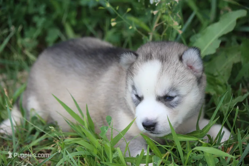 AKC DUE OCTOBER – Siberian Husky puppy for sale in Monticello, WI