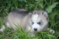 AKC SYLVIE, a female Siberian Husky for sale in Monticello, WI – 3 of 7