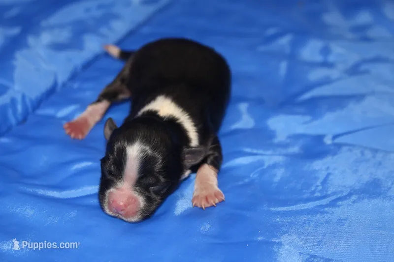 AKC RHETT – Papillon puppy for sale in Monticello, WI