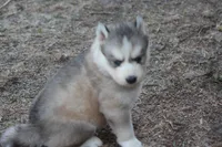 AKC KODY, a male Siberian Husky for sale in Monticello, WI – Photo 6 of 8