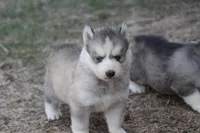 AKC KODY, a male Siberian Husky for sale in Monticello, WI – Photo 2 of 8