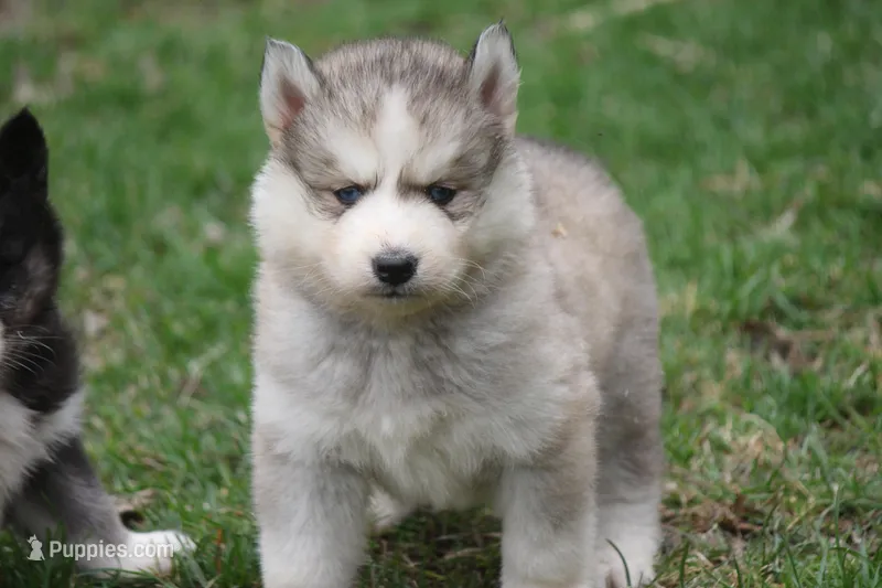 AKC KODY – Siberian Husky puppy for sale in Monticello, WI