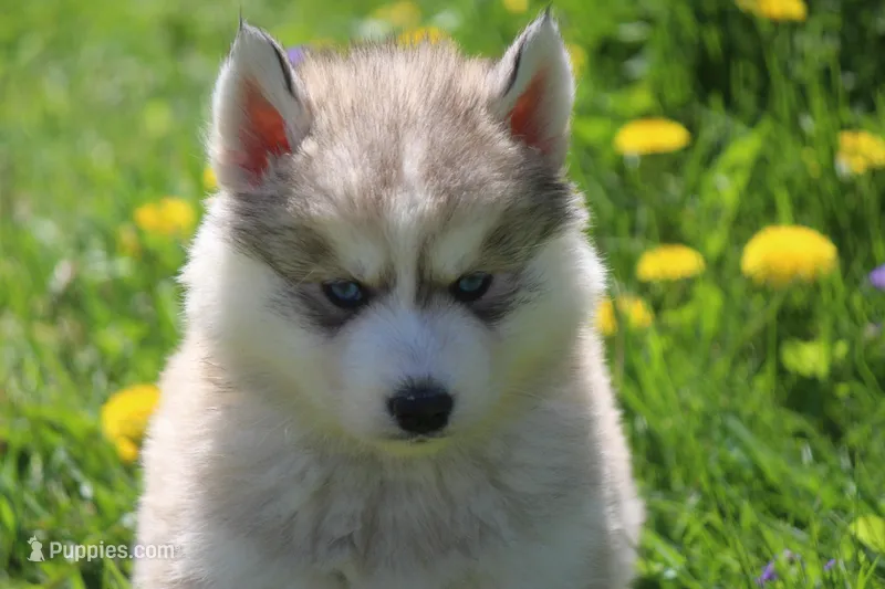 AKC KODY – Siberian Husky puppy for sale in Monticello, WI