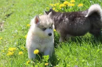 AKC KODY, a male Siberian Husky for sale in Monticello, WI – 7 of 10