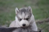 AKC KODY, a male Siberian Husky for sale in Monticello, WI – Photo 3 of 8