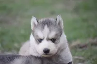 AKC KODY, a male Siberian Husky for sale in Monticello, WI – Photo 4 of 8