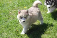 AKC KODY, a male Siberian Husky for sale in Monticello, WI – 8 of 10
