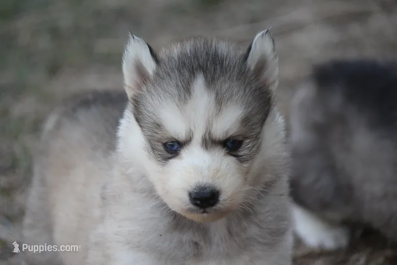 AKC KODY – Siberian Husky puppy for sale in Monticello, WI