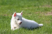 AKC VIULA, a female Siberian Husky for sale in Monticello, WI – 2 of 10