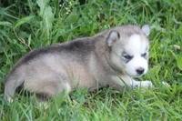 AKC SYLVIE, a female Siberian Husky for sale in Monticello, WI – 5 of 7