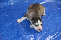 AKC AXEL, a male Siberian Husky for sale in Monticello, WI – 5 of 7