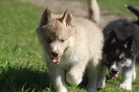 AKC VINO, a male Siberian Husky for sale in Monticello, WI – 6 of 8