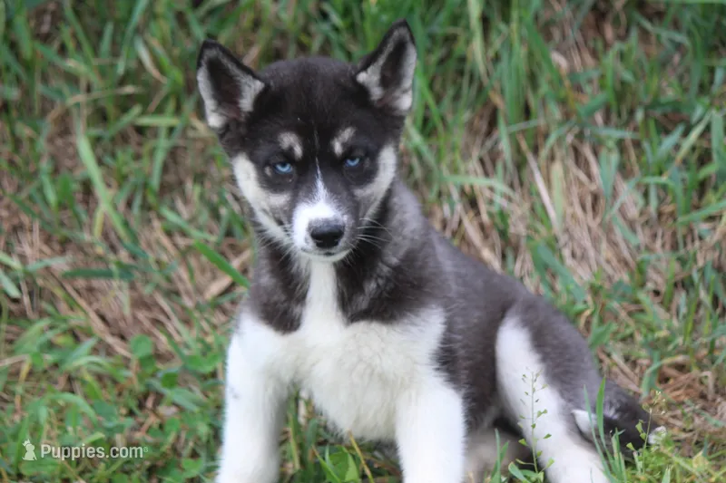 AKC VELDA – Siberian Husky puppy for sale in Monticello, WI