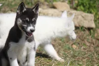 AKC VELDA, a female Siberian Husky for sale in Monticello, WI – 5 of 10