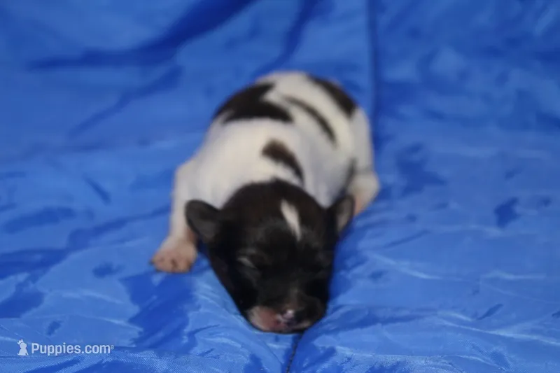 AKC ZEE – Papillon puppy for sale in Monticello, WI