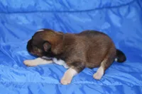 AKC ZANDER, a male Papillon for sale in Monticello, WI – 4 of 7