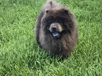 AKC ELI, a male Chow Chow for sale in Monticello, WI – Photo 7 of 7