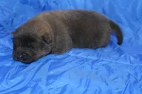 AKC ELI, a male Chow Chow for sale in Monticello, WI – Photo 5 of 7