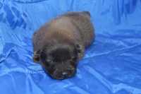 AKC ELI, a male Chow Chow for sale in Monticello, WI – Photo 1 of 7