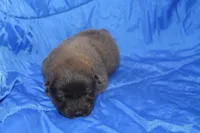 AKC ELI, a male Chow Chow for sale in Monticello, WI – Photo 3 of 7