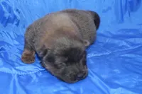 AKC ELI, a male Chow Chow for sale in Monticello, WI – Photo 2 of 7