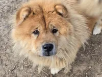 AKC ELI, a male Chow Chow for sale in Monticello, WI – Photo 6 of 7