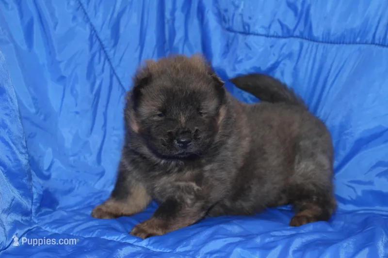 AKC ELI – Chow Chow puppy for sale in Monticello, WI