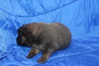 AKC ELI, a male Chow Chow for sale in Monticello, WI – Photo 4 of 7