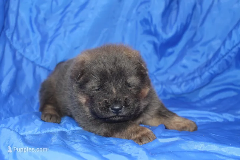AKC ELI – Chow Chow puppy for sale in Monticello, WI