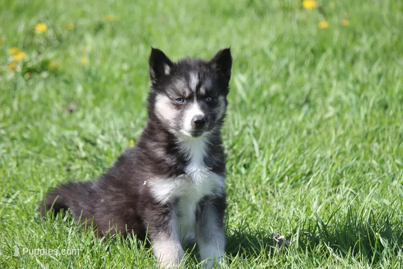 AKC VINCE – Siberian Husky puppy for sale in Monticello, WI