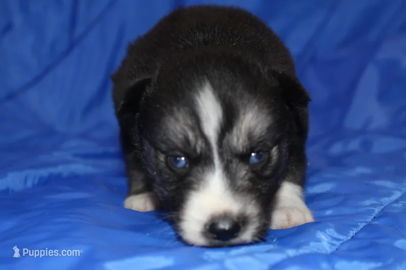 AKC VINCE – Siberian Husky puppy for sale in Monticello, WI