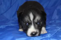 AKC VINCE, a male Siberian Husky for sale in Monticello, WI – Photo 1 of 7