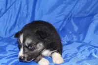 AKC VINCE, a male Siberian Husky for sale in Monticello, WI – Photo 3 of 7