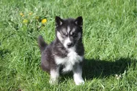AKC VINCE, a male Siberian Husky for sale in Monticello, WI – 8 of 10
