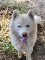 AKC VINCE, a male Siberian Husky for sale in Monticello, WI – Photo 6 of 7