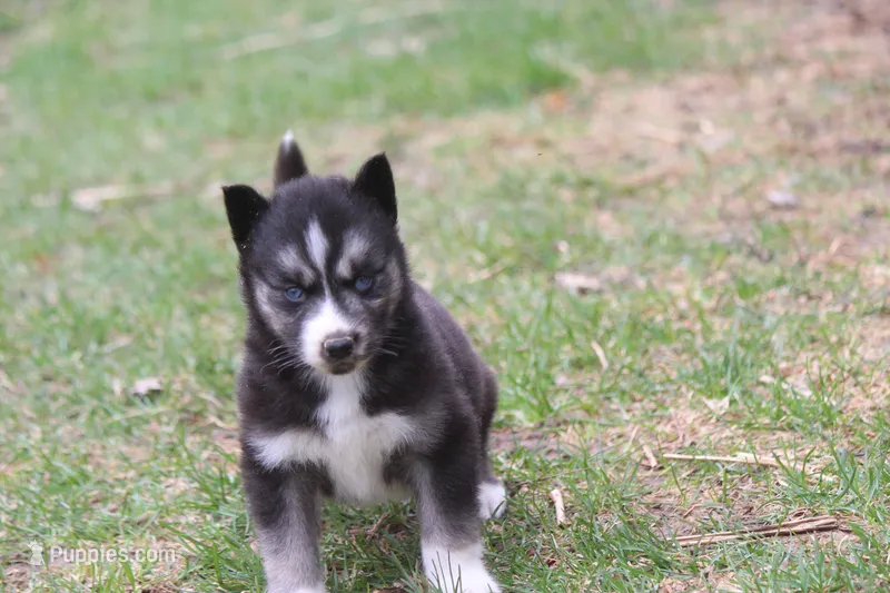 AKC VINCE – Siberian Husky puppy for sale in Monticello, WI