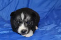 AKC VINCE, a male Siberian Husky for sale in Monticello, WI – Photo 2 of 7