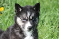 AKC VINCE, a male Siberian Husky for sale in Monticello, WI – 6 of 10
