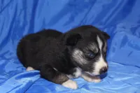 AKC VINCE, a male Siberian Husky for sale in Monticello, WI – Photo 4 of 7