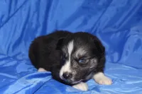 AKC VINCE, a male Siberian Husky for sale in Monticello, WI – Photo 5 of 7