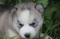 AKC SYLVIE, a female Siberian Husky for sale in Monticello, WI – 2 of 7
