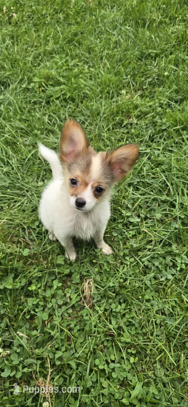 AKC ZEEK – Papillon puppy for sale in Monticello, WI